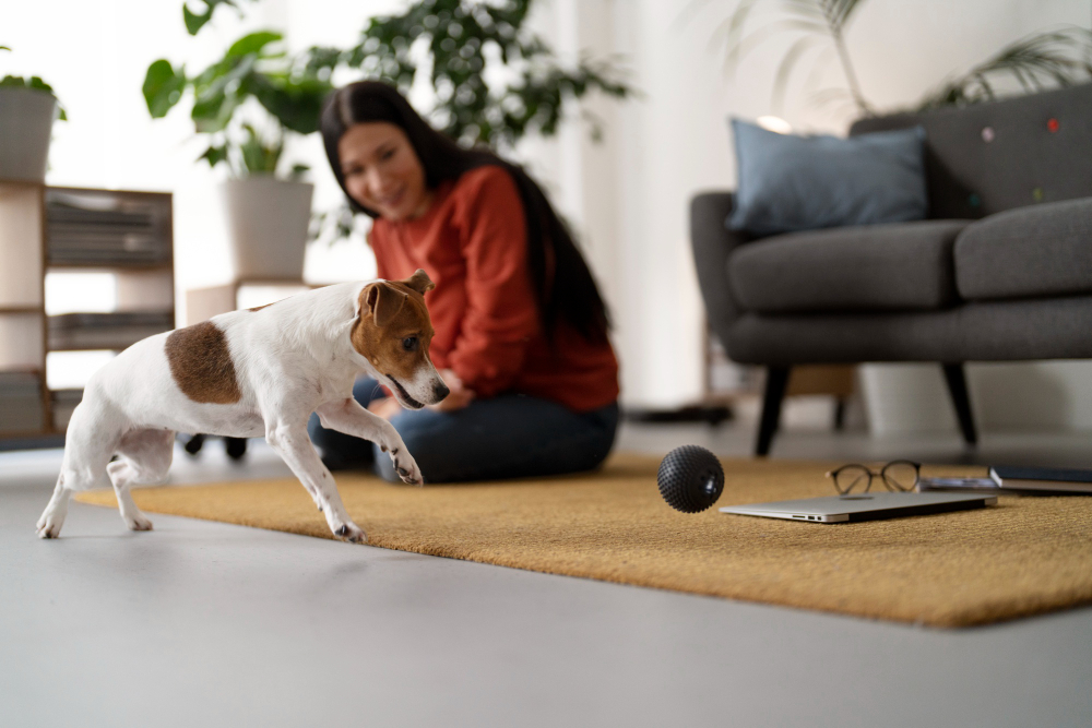 A Chihuahua playing with a toy at home